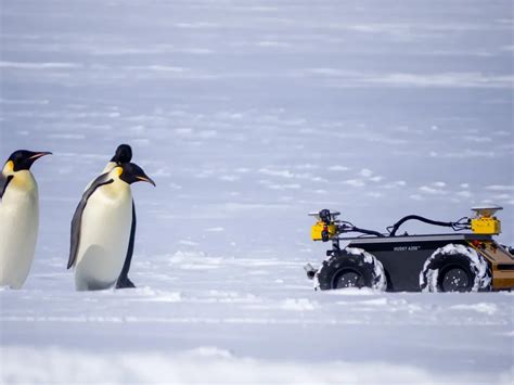 This Tiny Yellow Robot Spies on Antarctica’s Emperor Penguins